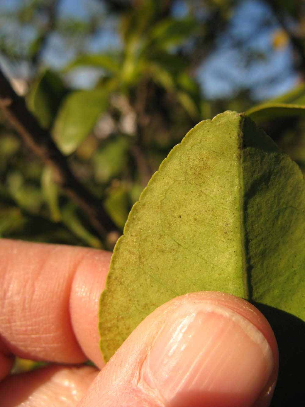              Margin (Winter Haven, FL)       